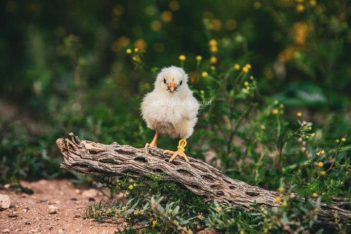 White Bresse Hatching Eggs