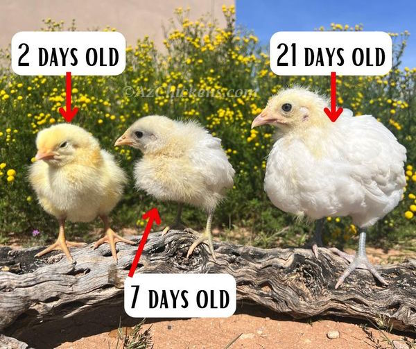 Unsexed white Bresse chicks from AmericanBresse.com, fluffy and yellow, arranged in a cozy brooder.