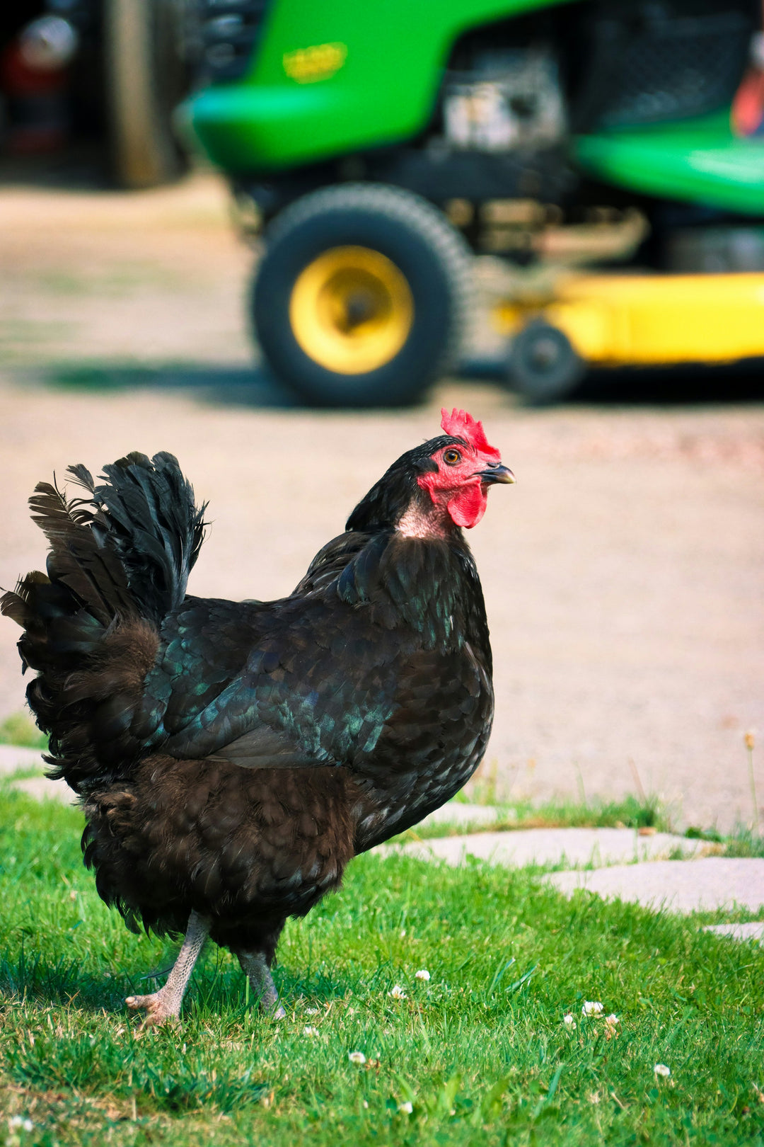 Resilient Black Australorp Hens - Prolific Egg Laying Chickens