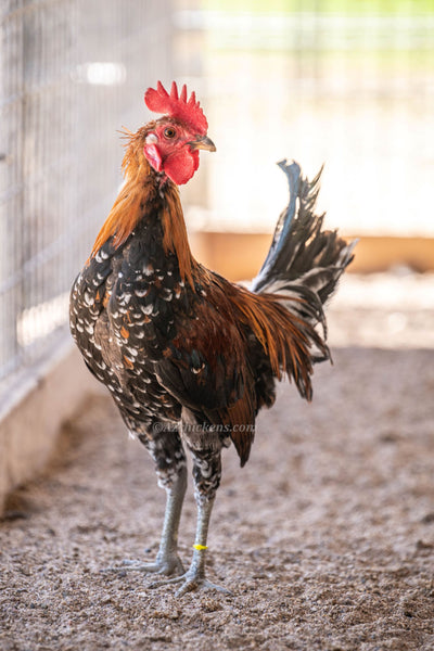 Ayam Ketawa Laughing Chicken rooster from AZ Chickens