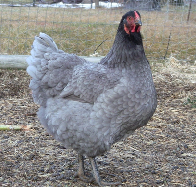 Blue Star hen, a hardy blue sapphire Arizona egg layer