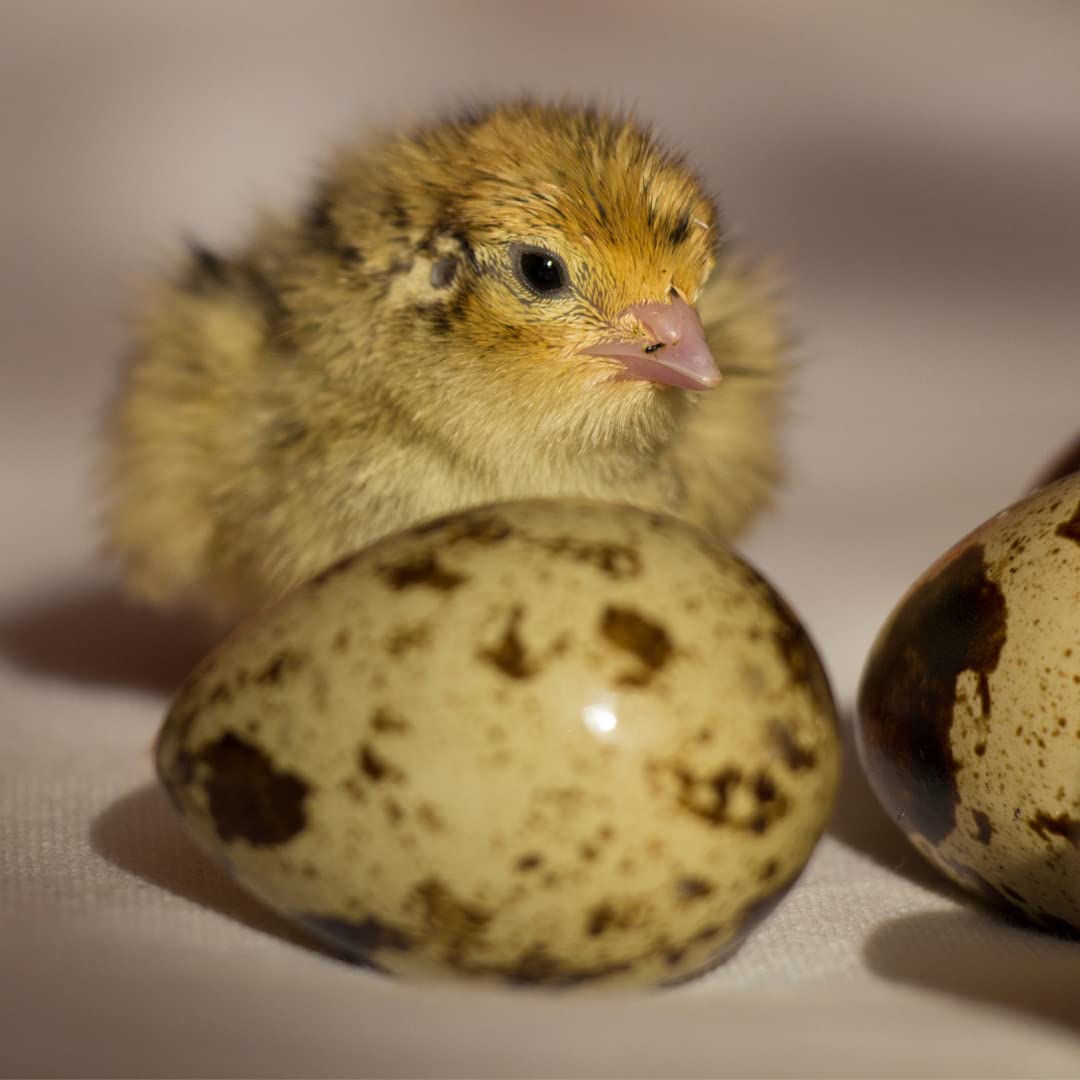 Fertile Jumbo Coturnix Quail Hatching Eggs - Pharaoh & Italian Mix