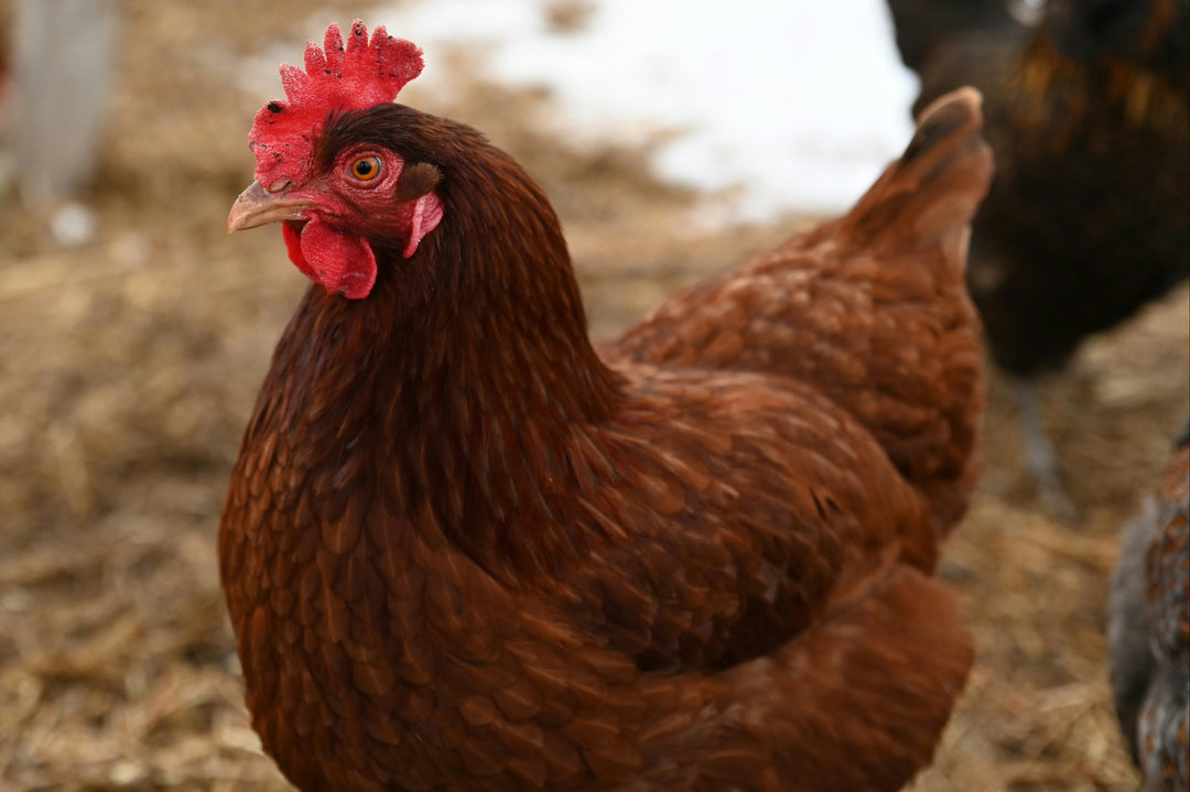 Rhode Island Red hens, brown egg layers, 10-week-old, healthy chickens from Az Chickens