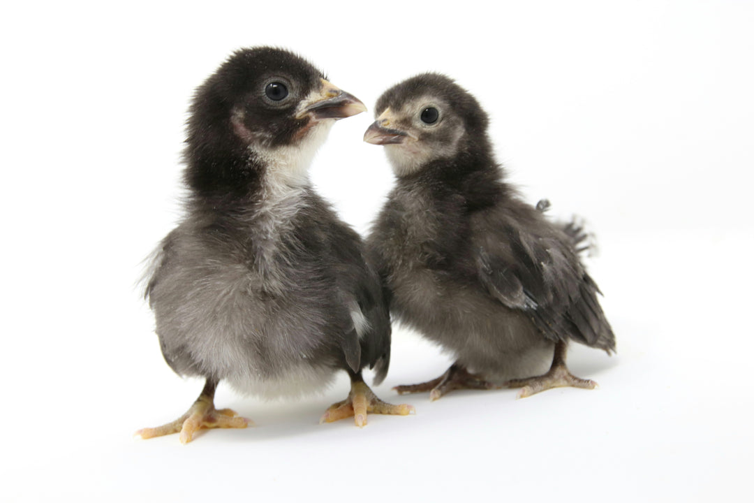 Black Australorp hens, 10 weeks old, known for prolific egg laying, by Az Chickens.