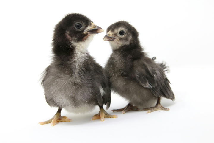 Black Australorp hens, 10 weeks old, known for prolific egg laying, by Az Chickens.
