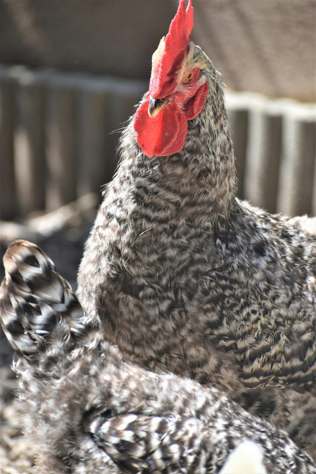 Hardy Barred Plymouth Rock pullets, 6-10 weeks old, with distinct black and white stripes, by Az Chickens.