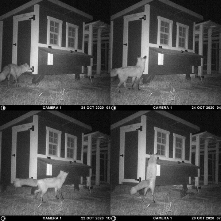 Gallinero grande: hasta 15 gallinas