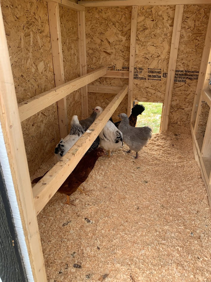 Gallinero grande: hasta 15 gallinas