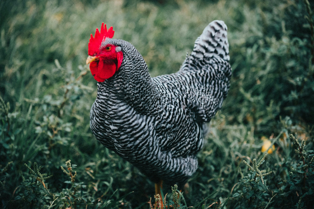 Barred Plymouth Rock chicks, fluffy gray and white heritage baby chickens by Az Chickens.