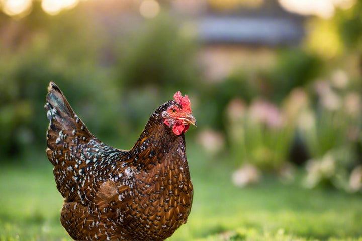 Hardy Speckled Sussex Chicks - Dual-Purpose Brown Egg Layers