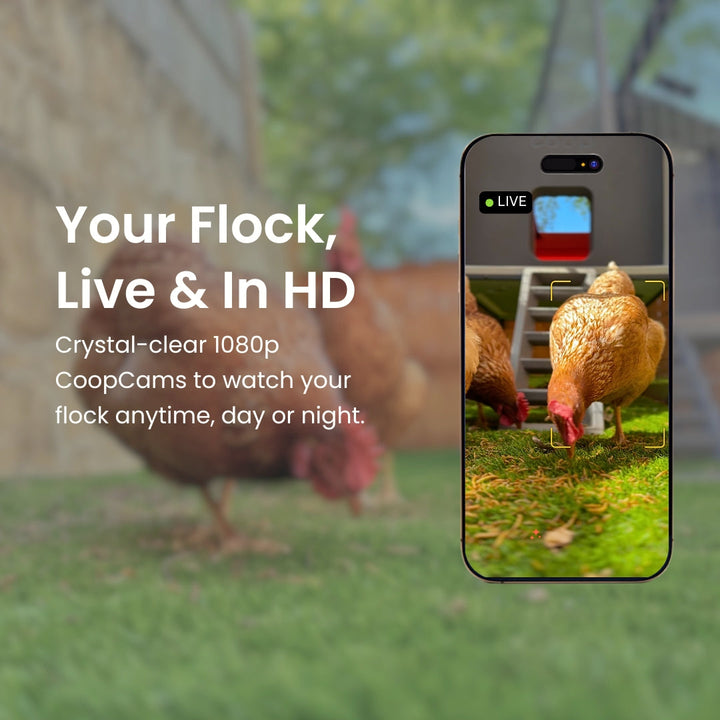 Smart Automated Chicken Coop + Steel Run - AI Cameras & App Control