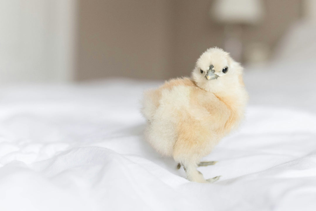 Fluffy Silkie Chicks - Unsexed Baby Chickens Multiple Colors