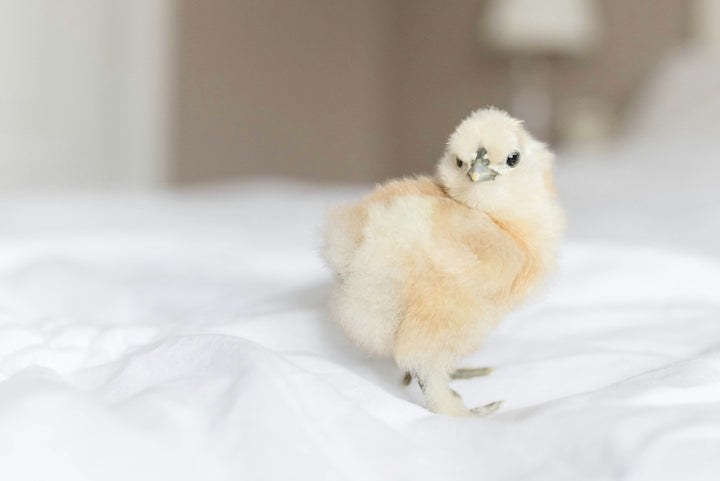 Fluffy Silkie Chicks - Unsexed Baby Chickens Multiple Colors