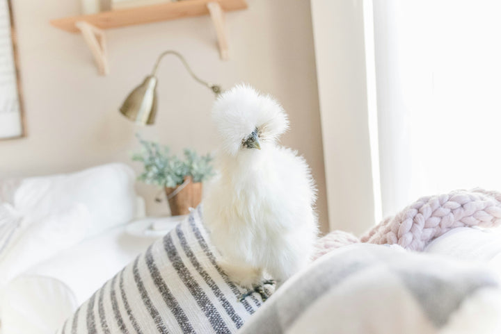 Fluffy Silkie Chicks - Unsexed Baby Chickens Multiple Colors