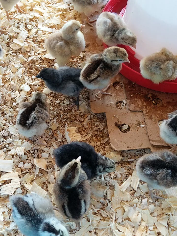 Easter Egger Hens - Colorful Egg Layer Chickens 6-10 Weeks Old