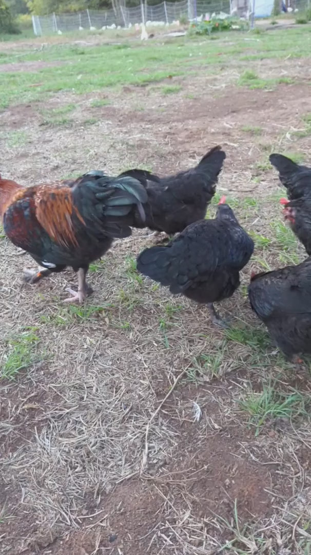French Black Copper Marans Chickens - Dark Chocolate Egg Layers