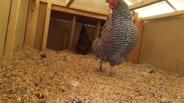 Barred Plymouth Rock Hens