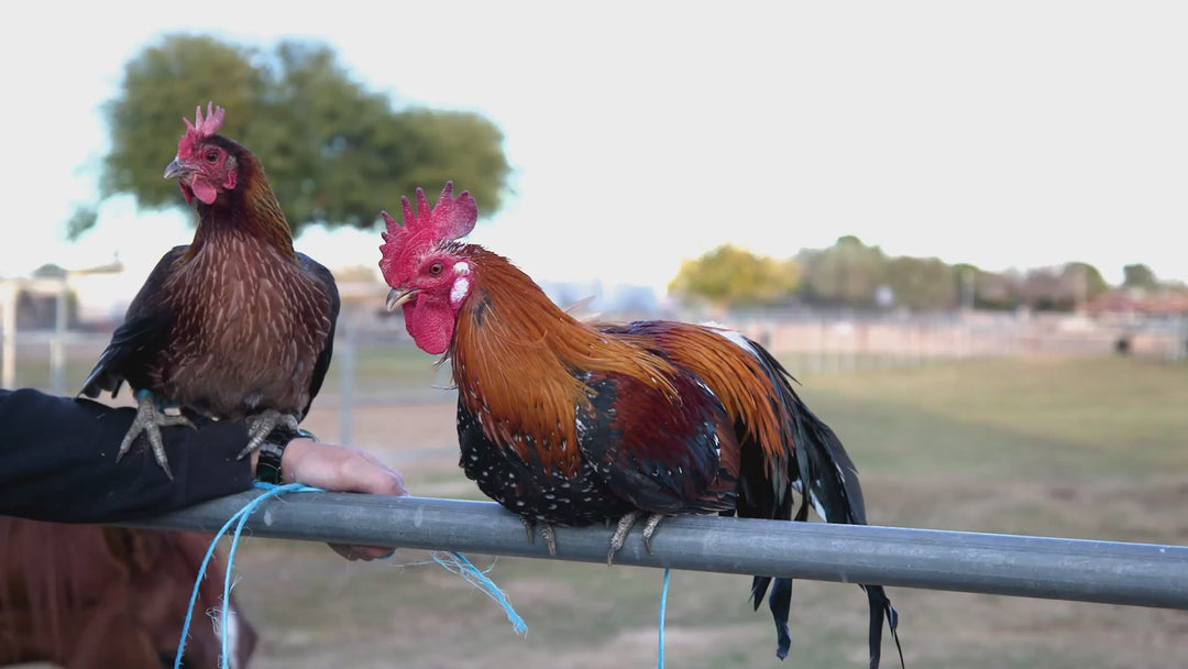 Pollitos de Ayam Ketawa - Gallo Risueño Indonesio Raro