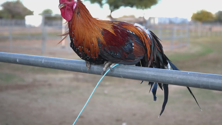 Pollitos de Ayam Ketawa - Gallo Risueño Indonesio Raro