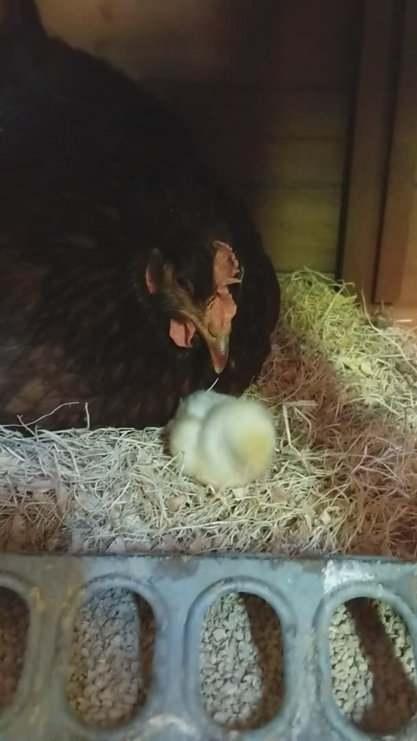 Hardy Rhode Island Red Chicks - Mahogany Red Dual-Purpose Breed