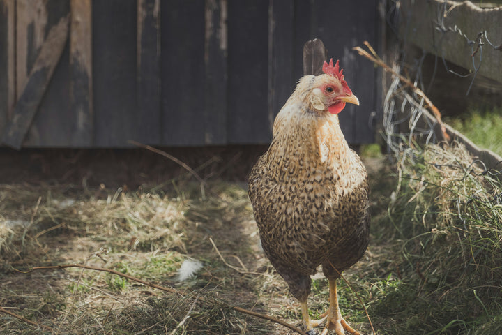 Olive Egger Hens - Hardy Hybrid Chickens Laying Unique Olive Eggs