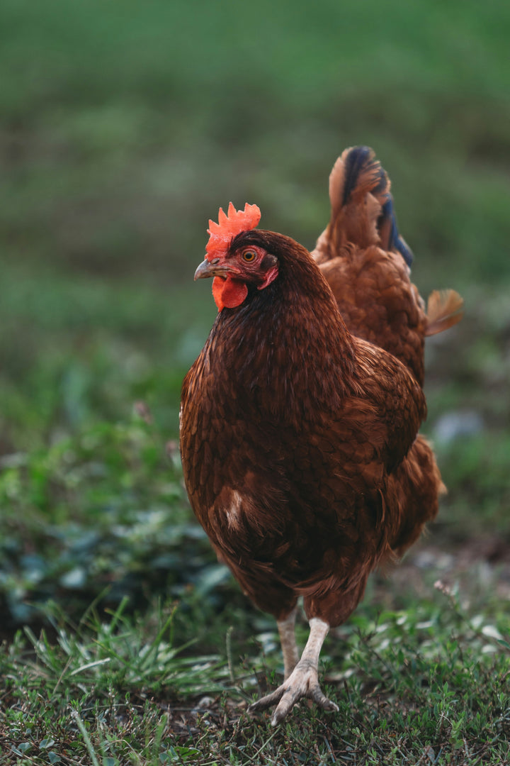Mahogany red Rhode Island Red chicks, Az Chickens brand, ideal for all-weather, dual-purpose use