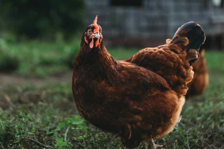 Hardy Rhode Island Red Chicks - Mahogany Red Dual-Purpose Breed
