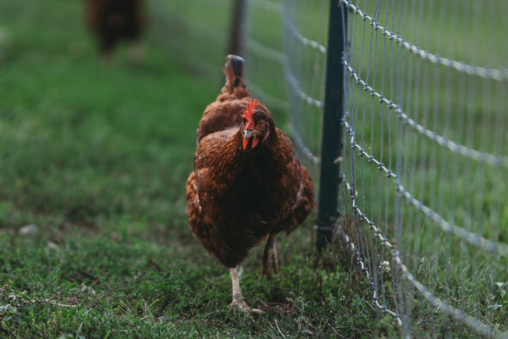 Rhode Island Red Hens