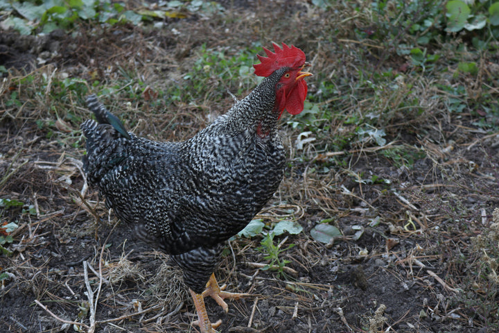 Barred Rock hens, 6-10 weeks old, featuring distinctive striped feathers, from Az Chickens