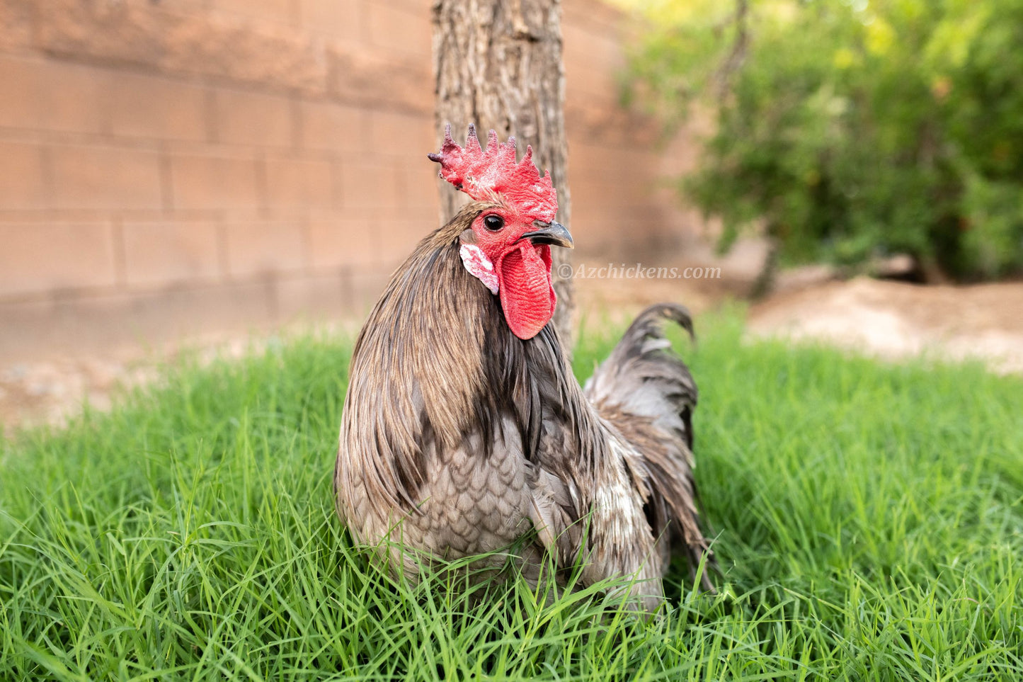 Chickens For Sale - Adults, Juveniles, Chicks & Hatching Eggs
