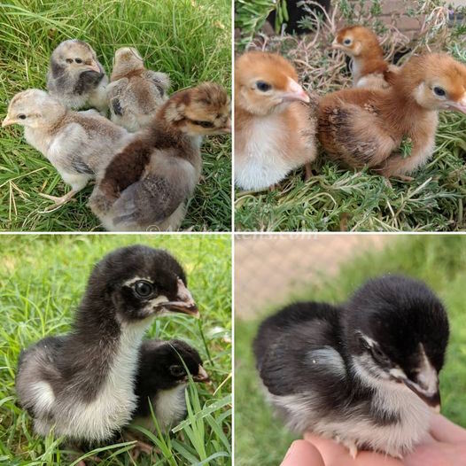 Assorted day-old chicks