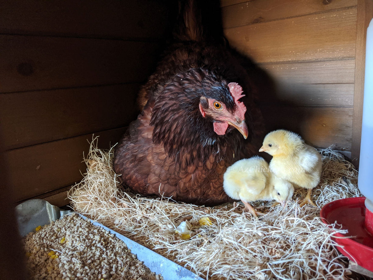 Broody hen with day-old chicks in the nest box