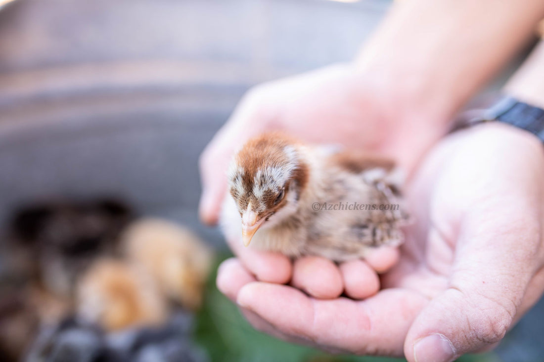 Day-old chick cupped in hands after shipping