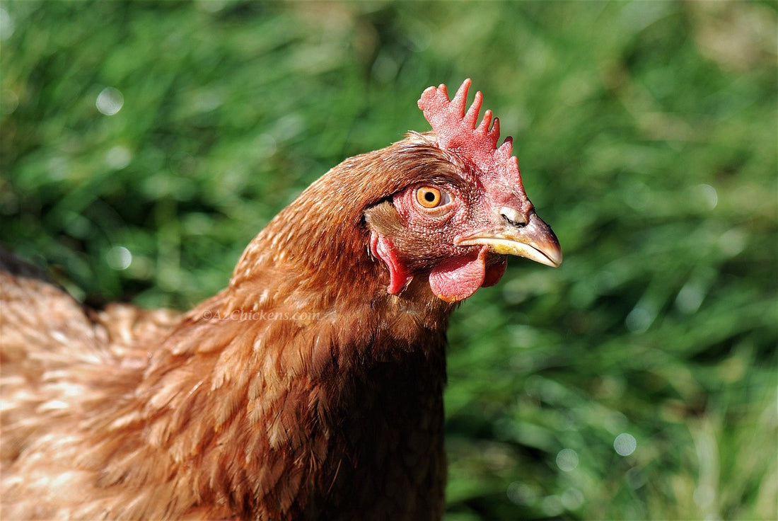Close-up of a laying hen: checking your bird in the heat