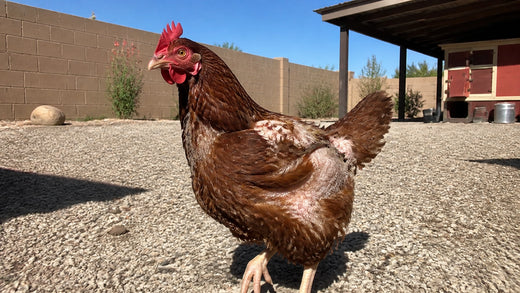 Molting in Arizona: When Your Hen Looks Raggedy and Stops Laying