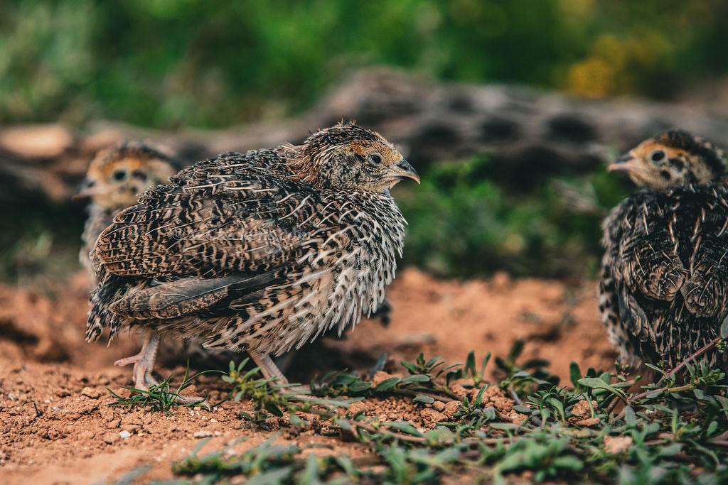 Juvenile Coturnix quail foraging on desert soil
