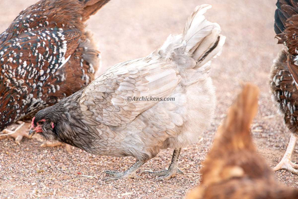 Mixed heat-hardy chicken breeds on desert gravel