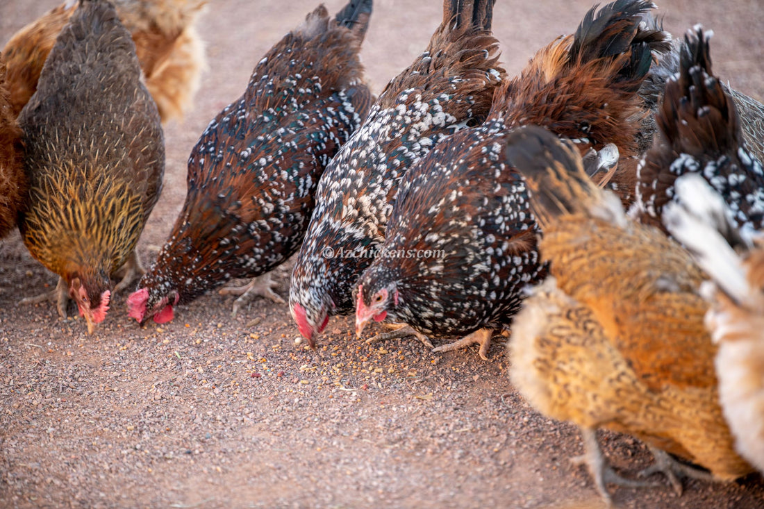 Mixed backyard flock feeding on desert ground