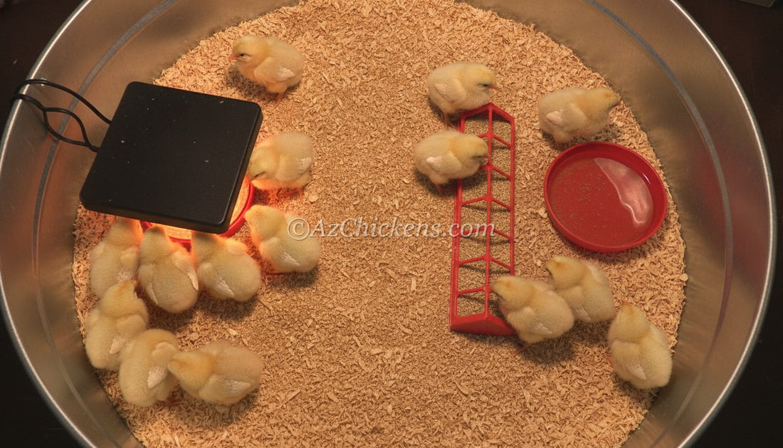 Overhead view of a dialed-in brooder: chicks under the heat plate on the warm side, feed and water on the cool side, dry shavings