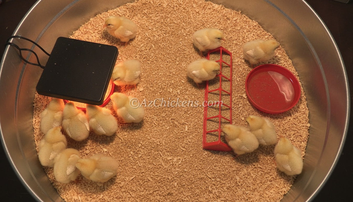 Overhead view of a dialed-in brooder: chicks under the heat plate on the warm side, feed and water on the cool side, dry shavings