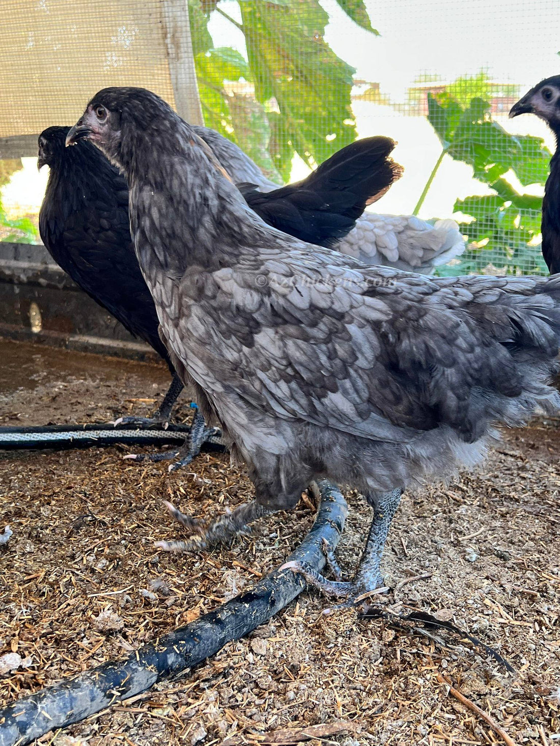 Pullets in a shaded run with drip-line water in the Arizona heat