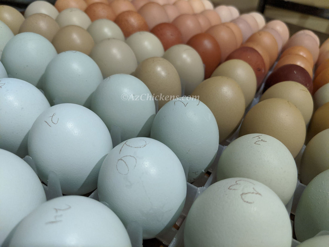 Trays of rainbow eggs from a desert flock