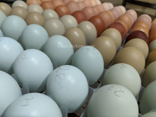 Hatching Chicken Eggs in Low Humidity: Arizona-Specific Tips