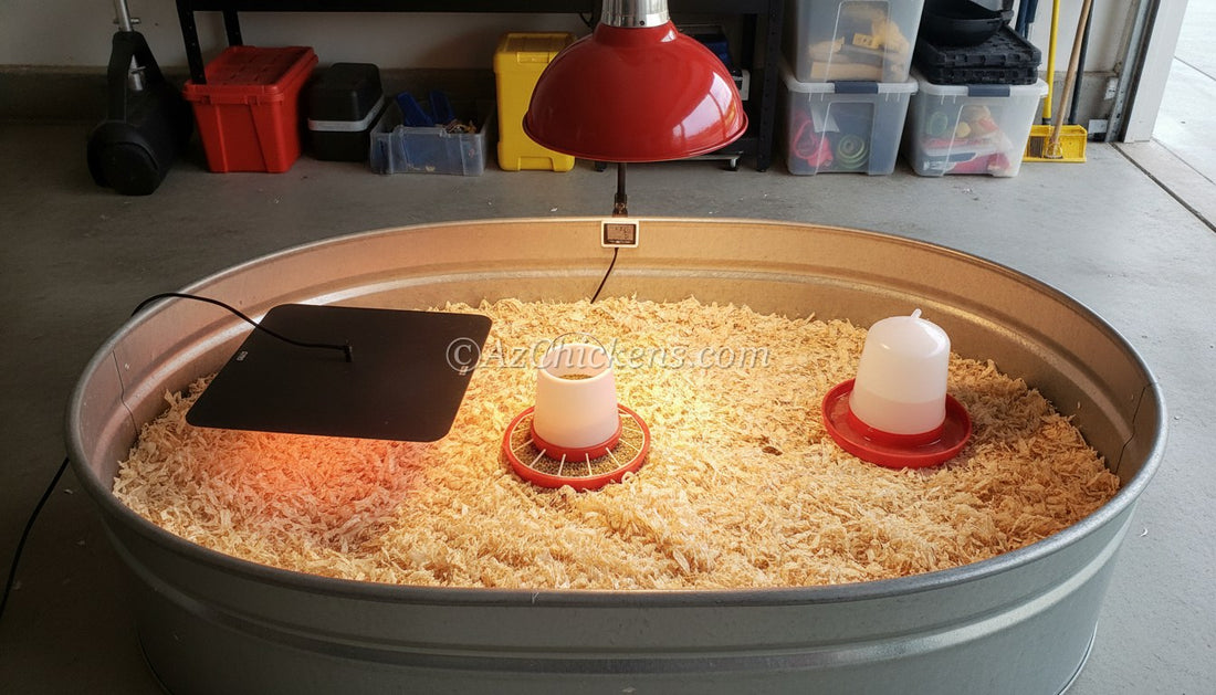 Complete brooder setup running and ready before the chicks arrive