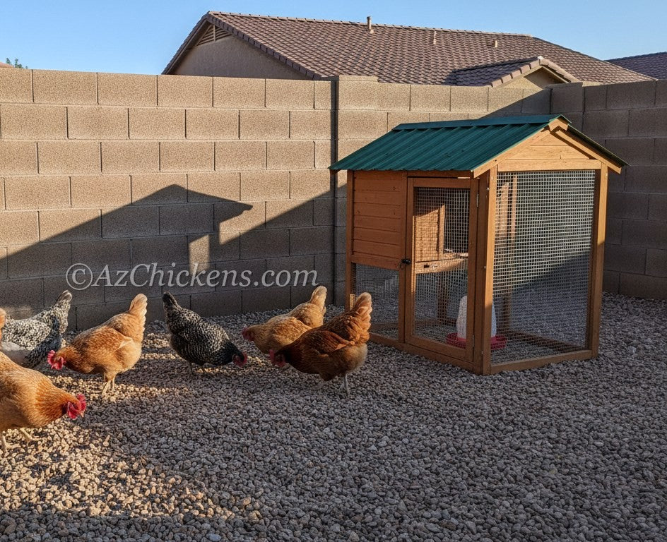 Six hens and a tidy coop behind a block wall — the legal Arizona backyard setup