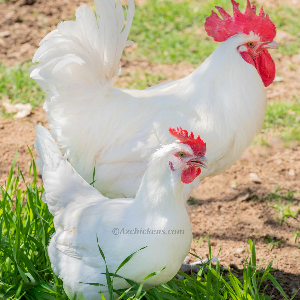 Raising American Bresse Chickens for Meat