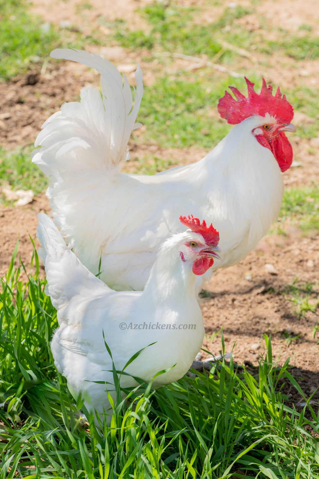 White Bresse Rooster foraging in grass