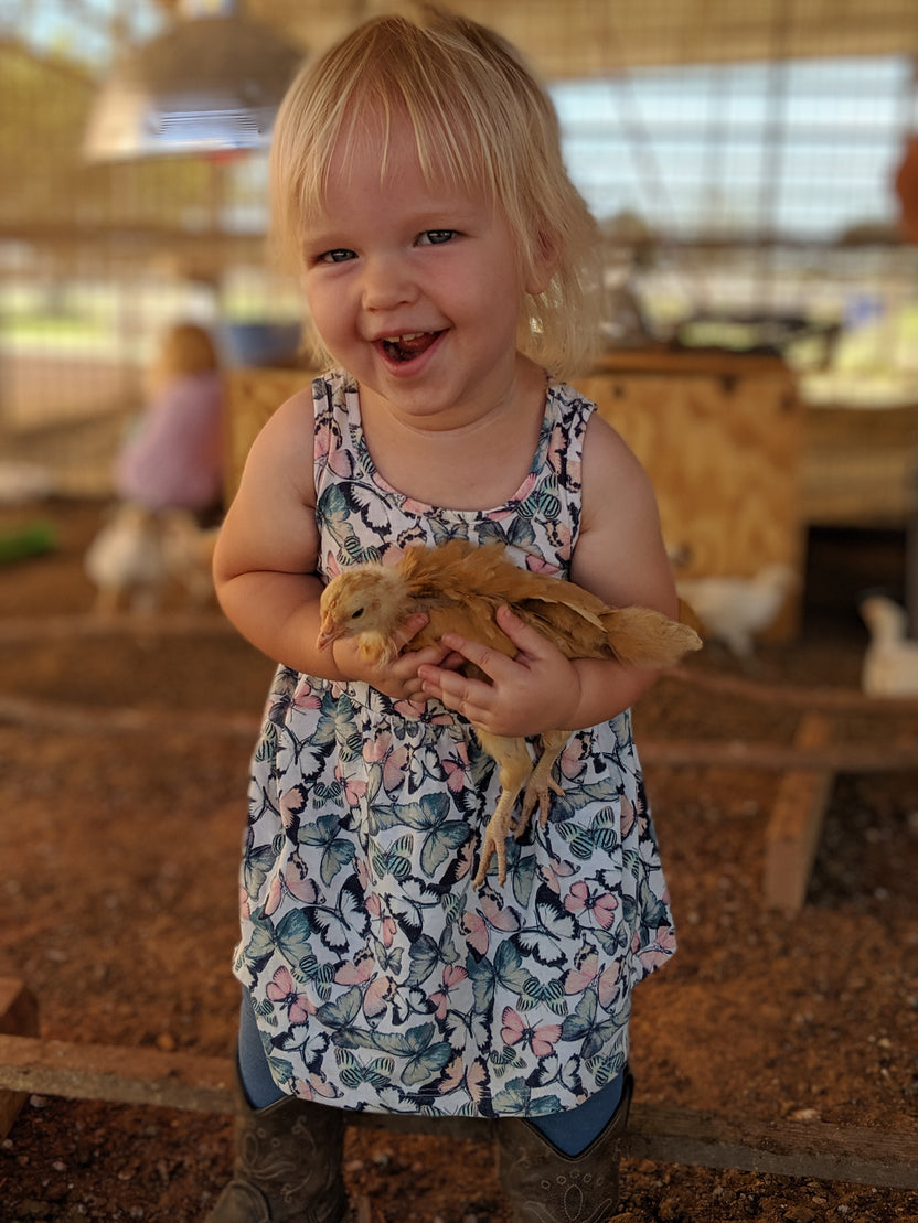 Heat-Hardy Chicken Breeds Comparison Chart: Which Survives Arizona Sum ...