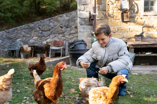Child feeding chickens outdoors near a stone building