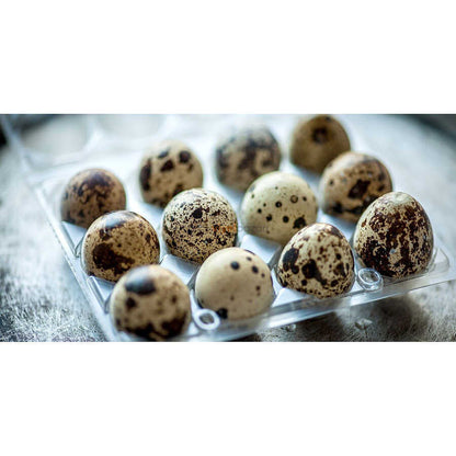 Clear plastic 12-egg carton for quail eggs by Hatching Time, designed for commercial and bulk egg packaging.